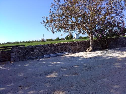 a tree sitting next to a stone wall at Trulli Sarmenzanello in Noci