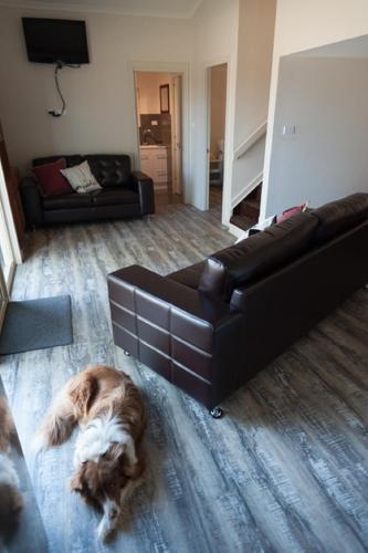 a dog laying on the floor in a living room at TajMaBarn Fullcircle Farm 6 Roundhill Rd WILTON in Wilton