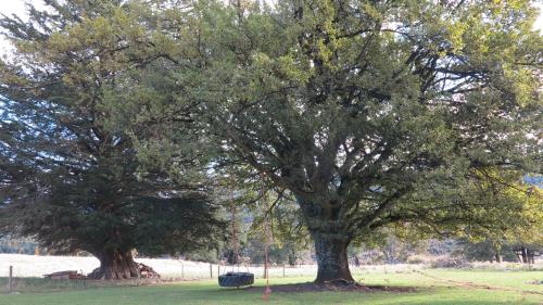 two trees in a field with a bench under them at Tophouse Mountainview Cottages in Saint Arnaud