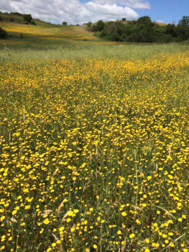 a field full of yellow flowers in a field at Hotel Tempio di Apollo in Olgiata