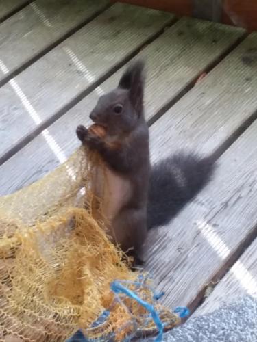 a baby squirrel eating food out of a net at Hotel am Wald in Ottobrunn
