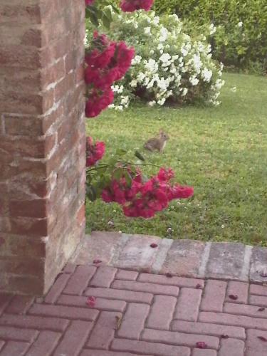 a bird sitting in the grass next to some flowers at Casa Rovelli in Alfiano Natta