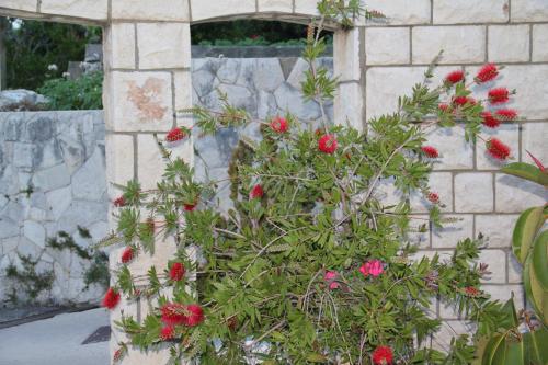 a bush with red flowers in front of a stone wall at Studio Apartments Andrijana in Mlini