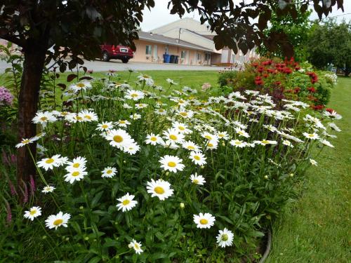 a bunch of white flowers in a garden at Motel Becancour in Bécancour