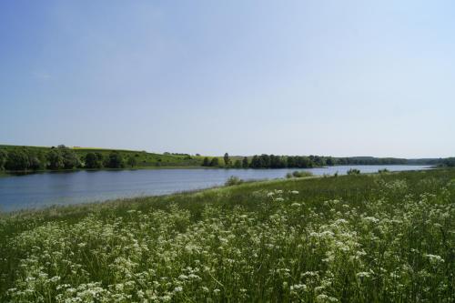 a field of white flowers next to a river at Modrzewiowe Wzgorze in Promno