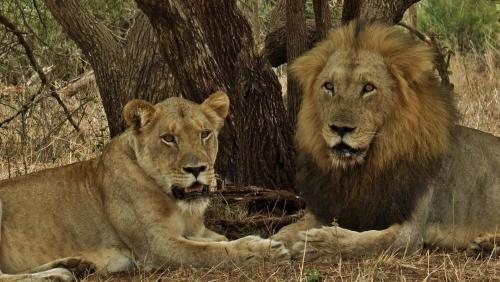 Animales en el lodge o alrededores