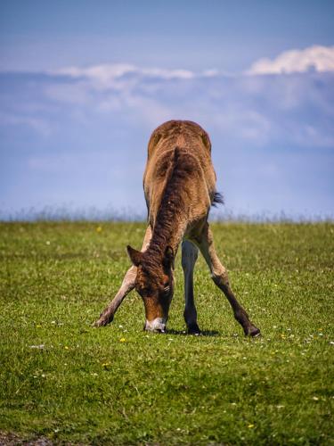 a gazelle grazing in a field of grass at Yarn Market Hotel in Dunster