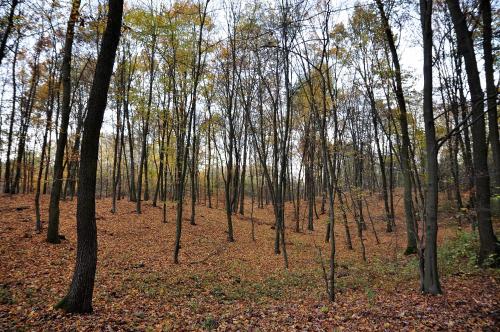 a forest of trees with leaves on the ground at Modrzewiowe Wzgorze in Promno