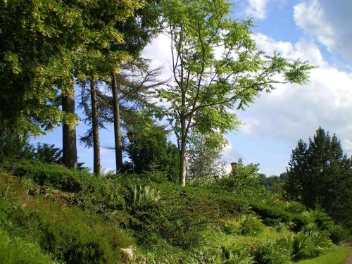 a group of trees on a grassy hill at Hôtel des Vosges in La Petite-Pierre