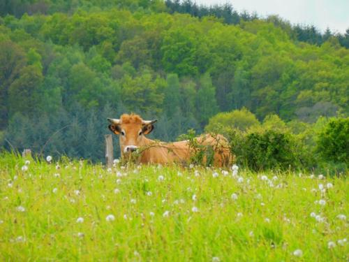 a brown cow standing in a field of grass at La Roulotte De Lola - Chambre d'hôtes in La Celle