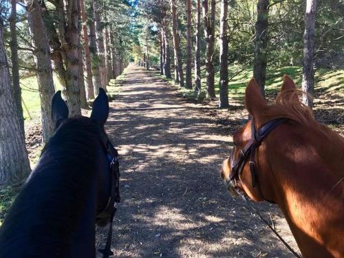 due cavalli che camminano lungo una strada sterrata nel bosco di Fox Cottage a Ashwick Flat
