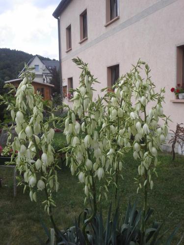 a bush of white flowers in front of a building at Ferienwohnung Büchsenhof in Prossen