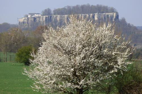 a white tree in a field with a castle in the background at Ferienwohnung Büchsenhof in Prossen