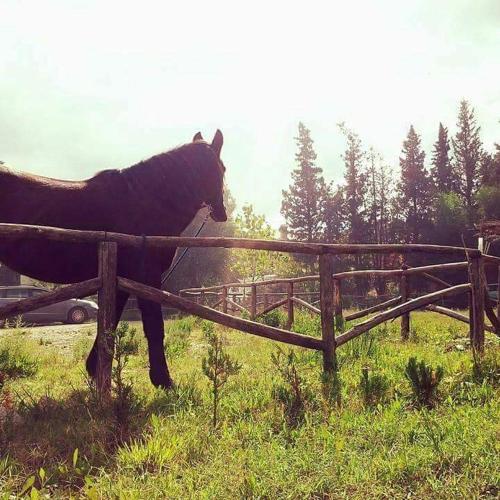 a horse standing behind a fence in a field at Agriturismo Feudo Gagliardi in Caulonia