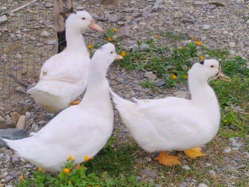 three white ducks standing next to a fence at Agriturismo Feudo Gagliardi in Caulonia