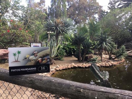 a sign in a garden with a pond and plants at 16 Porto Santo Apartments in Porto Santo