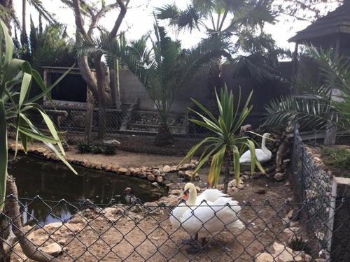 two swans are sitting in a fenced in enclosure at 16 Porto Santo Apartments in Porto Santo