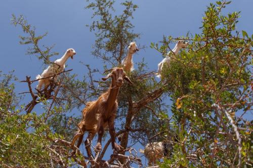a group of birds perched on top of trees at Riad Maison Du Sud in Essaouira