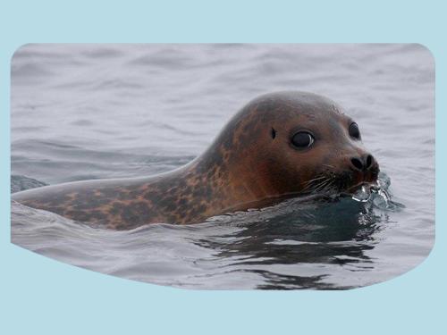 a sea lion swimming in the water at La Ferme du Parc in Pendé