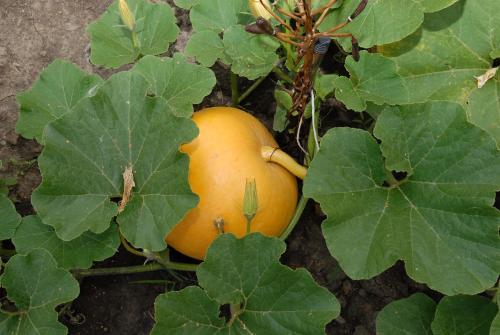 a yellow pumpkin growing on a plant with leaves at Туристично розважальний комплекс "Стіжок" in Berehomet
