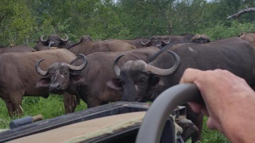 a person taking a picture of a herd of animals at Rio Dos Elefantes River Camp in Hoedspruit
