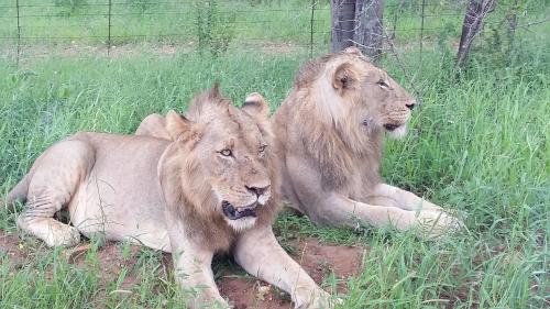 two lions laying in the grass in a field at Rio Dos Elefantes River Camp in Hoedspruit