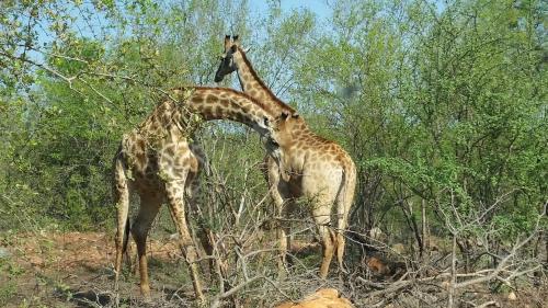 three giraffes standing in a field near some trees at Rio Dos Elefantes River Camp in Hoedspruit