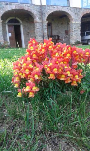 a bunch of red and yellow flowers in the grass at Antico Convento in Garessio