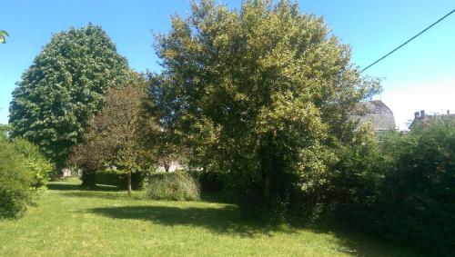 a group of trees in a field of grass at Vingt Grand Rue in Champagne-Mouton