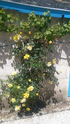 a bush with yellow flowers on the side of a building at Vingt Grand Rue in Champagne-Mouton