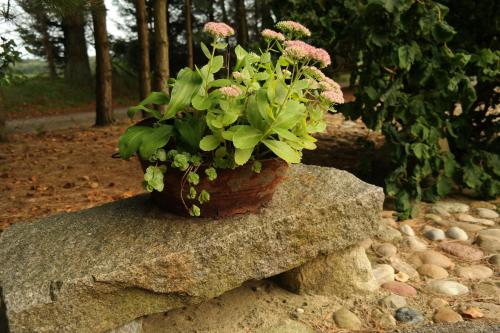 a potted plant sitting on top of a rock at Egebjerggaard Bed & Breakfast in Sig