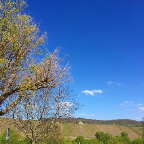 a blue sky with a tree and a field at Gästehaus Sektstuuf St. Laurentius in Leiwen