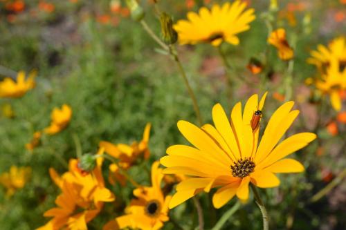 a yellow flower with a insect on top of it at Clanwilliam Hotel in Clanwilliam