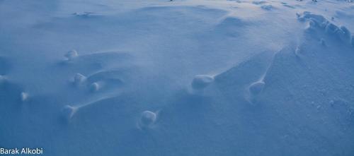 a polar bear is swimming in the snow at Abisko Guesthouse & Activities in Abisko