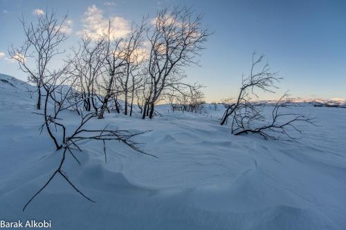 a field covered in snow with trees in it at Abisko Guesthouse & Activities in Abisko