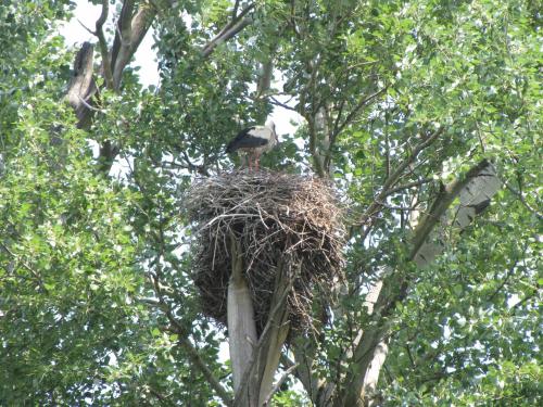 a bird sitting on top of a nest on a pole at Biały Pałac Palczew in Palczew