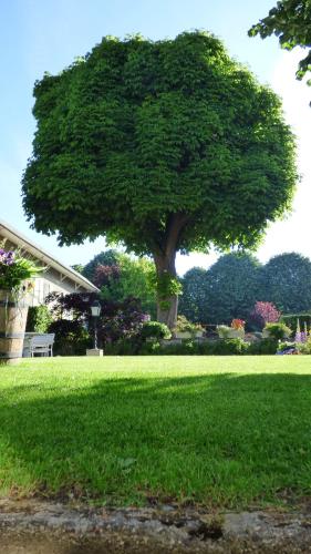 a large tree in a park with a bench at Hôtel La Tonnellerie in Beaugency