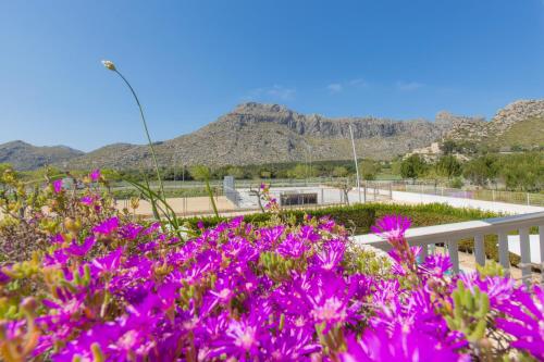Apartamentos Massol