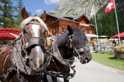 a horse pulling a carriage in front of a lodge at Gasthaus Spinas in Bever