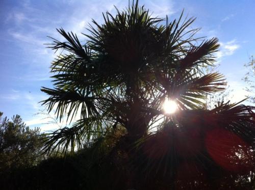 a palm tree with the sun shining through it at Les Glycines in Saint-Gaudens