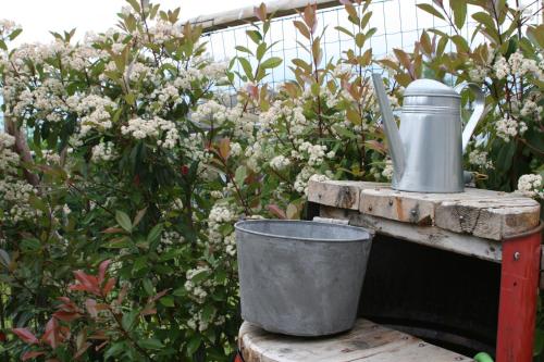 a bucket sitting on a table in a garden at Guest House Al Devesio in Rifreddo