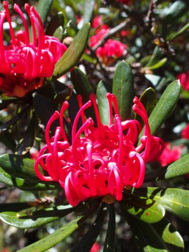 a close up of a red flower on a tree at Cradle Mountain Highlanders in Cradle Mountain