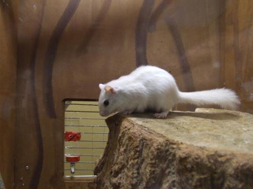 a white rat standing on top of a tree stump at Pollushof Panzió és Étterem in Csolnok