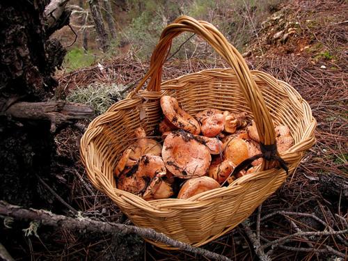 a wicker basket filled with mushrooms on the ground at Casa Rural La Tramontana in Estivella