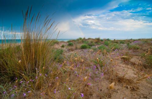 a field of grass and purple flowers on a beach at Casa Rural La Tramontana in Estivella