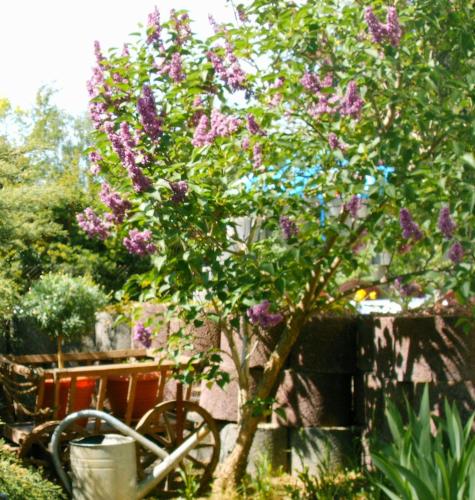 a tree with purple flowers in a garden at Hotel Zwei Linden in Ottendorf-Okrilla