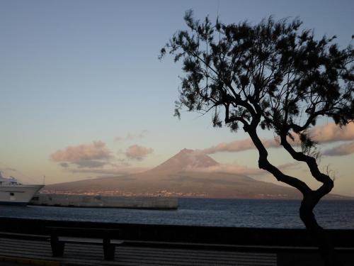 a tree sitting next to a bench in front of a mountain at Residência Machado in Horta