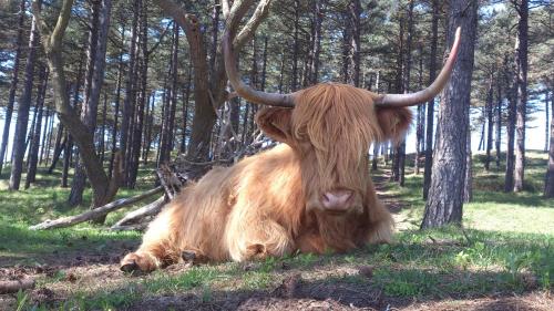 a large animal with long horns sitting in the grass at Hendrika Apartments in Zandvoort