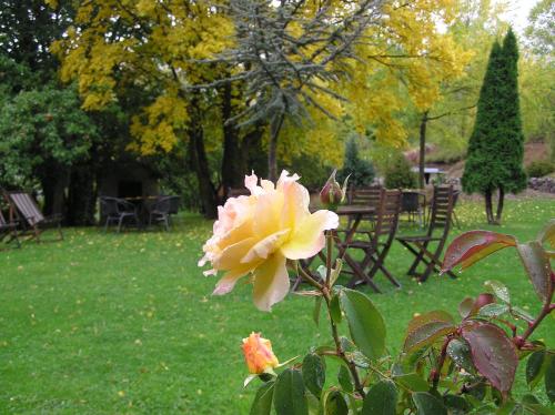 a pink rose in a yard with chairs and a park at Días de Luna in Sena de Luna