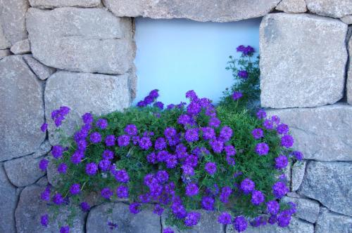 a bunch of purple flowers in a stone wall at Hotel Resort Nuraghe Arvu in Cala Gonone